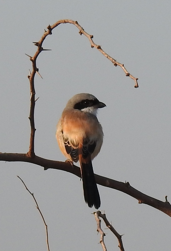 Long-tailed Shrike | BirdForum