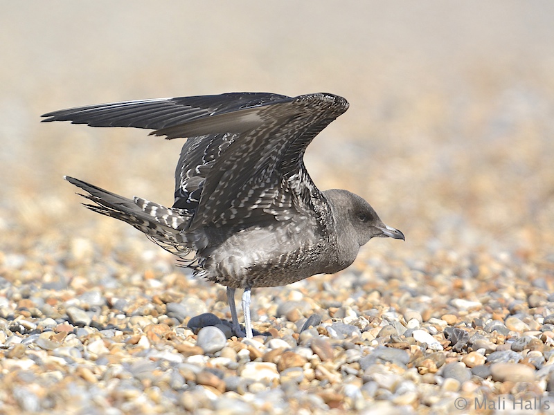 Long-tailed Skua