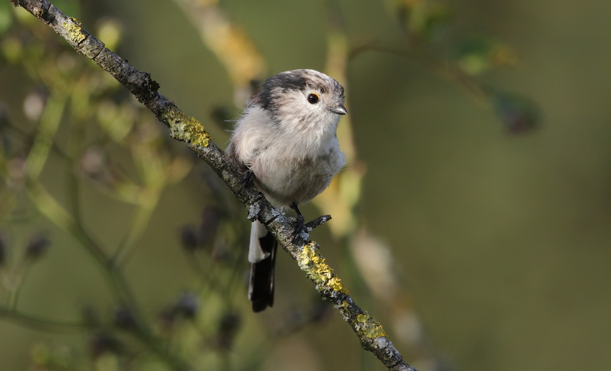 Long-tailed tit