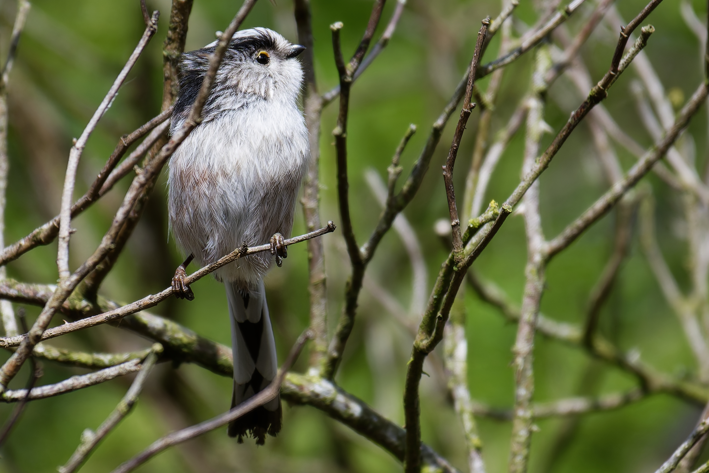 Long Tailed Tit