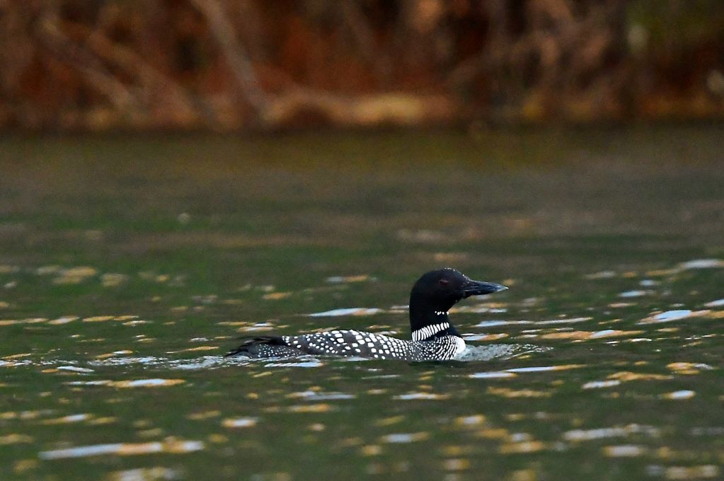 Loon on the lake