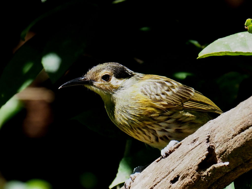 Macleay's Honeyeater