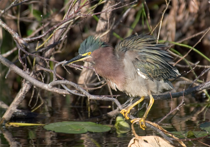 Mad Green Heron