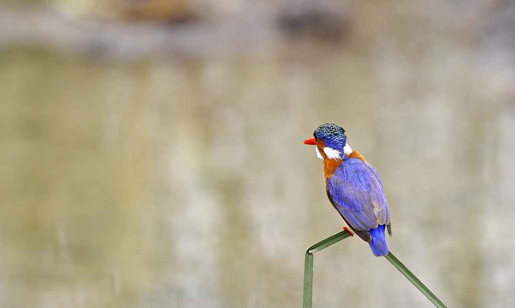 Malachite kingfisher