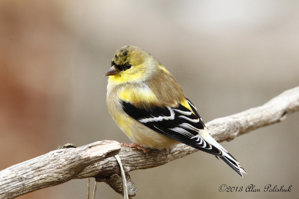 Male American Goldfinch