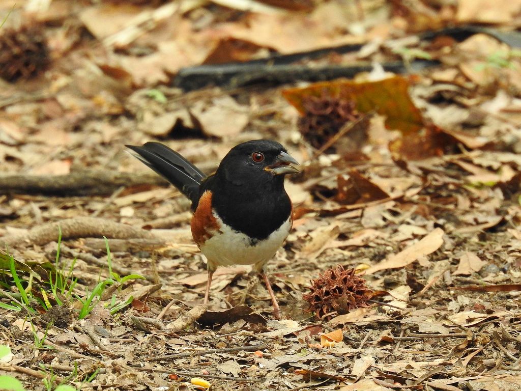 Male Eastern Towhee