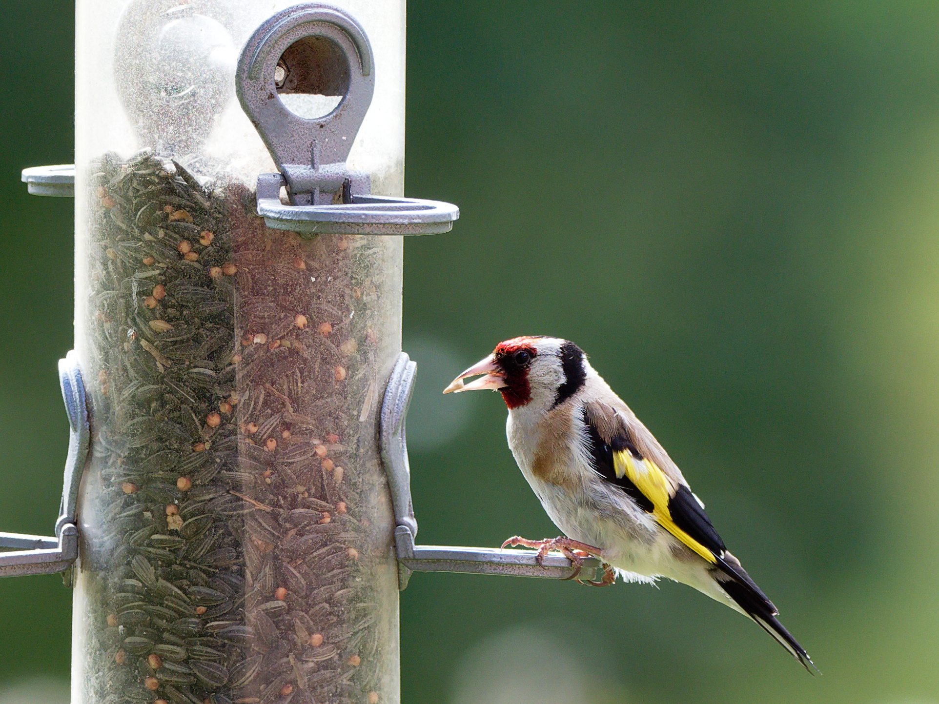 Male goldfinch