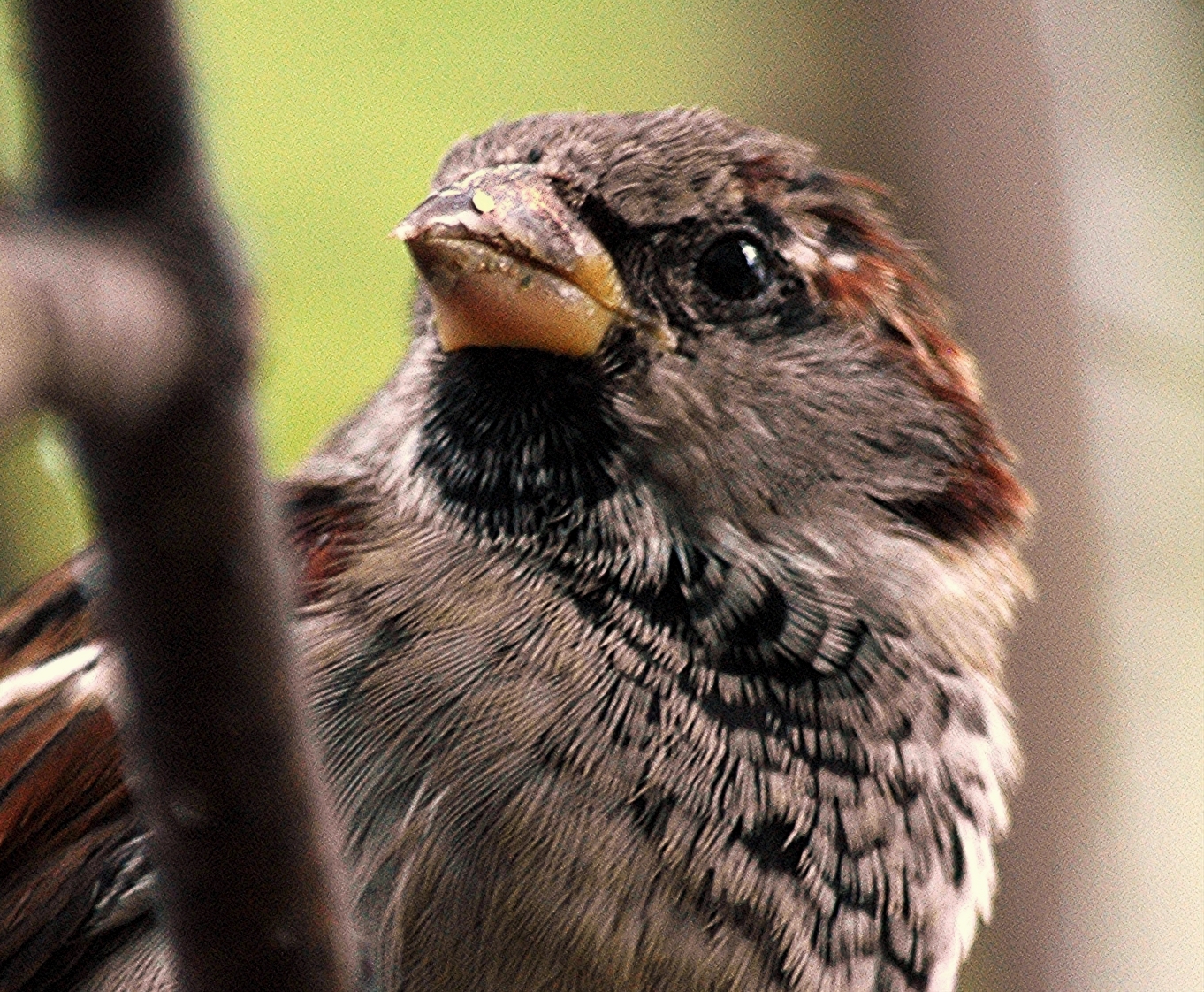 Male House sparrow