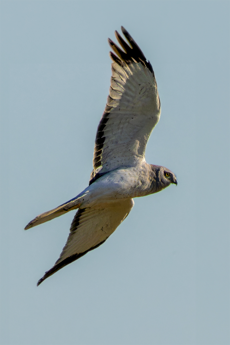 Male Northern Harrier