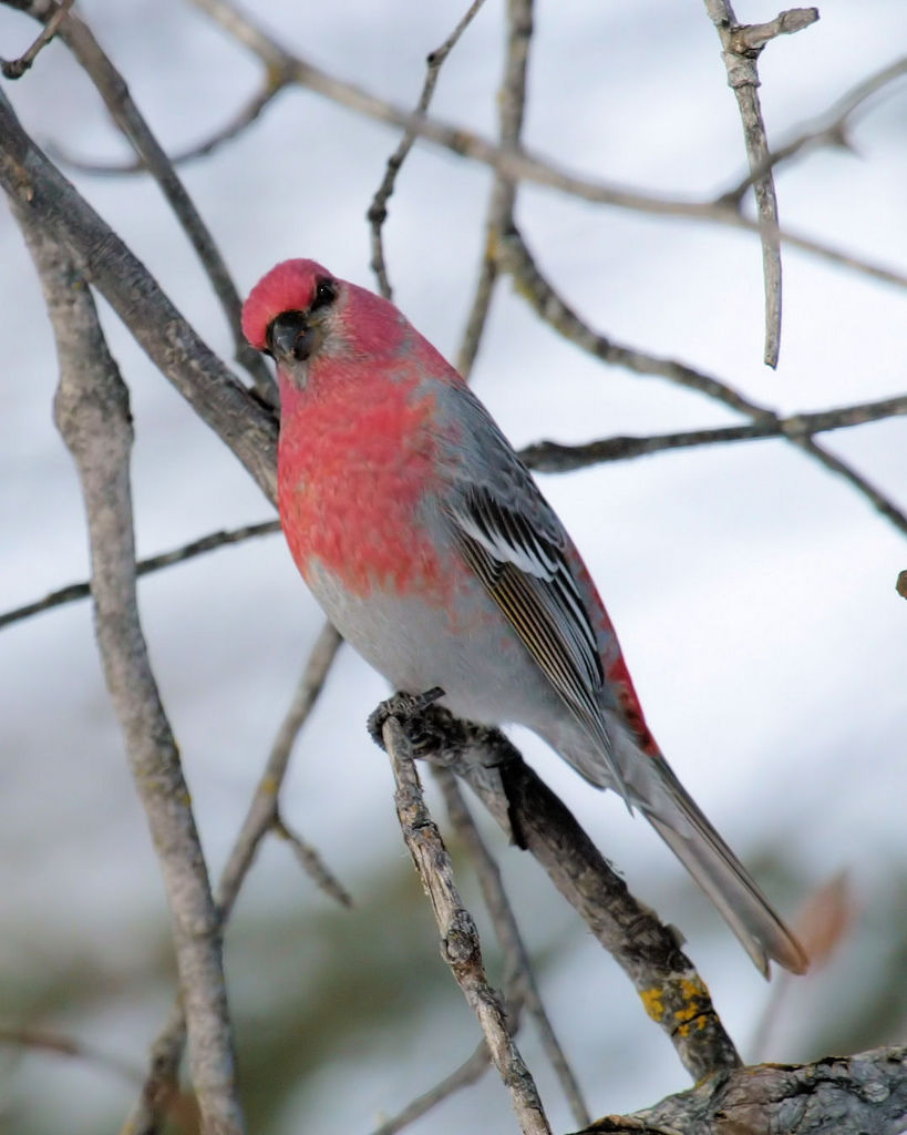 Male Pine Grosbeak