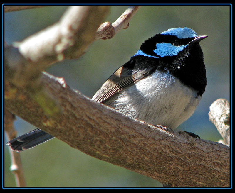 Male Superb Fairy Wrens | BirdForum