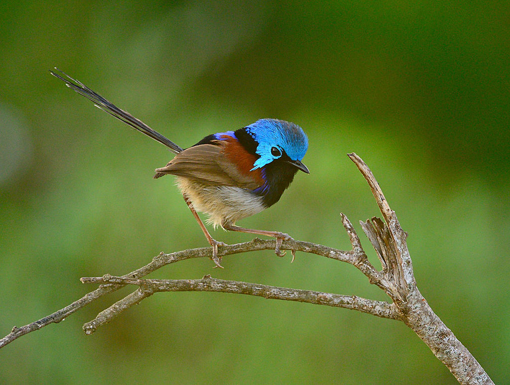 Male Variegated Fairy-wren (breed)