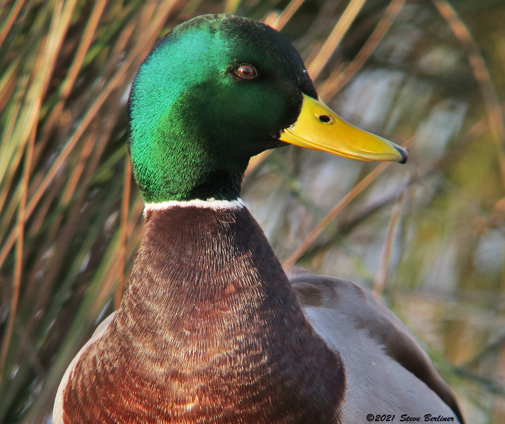 Mallard drake 1-13-21 IMG_1470web.jpg