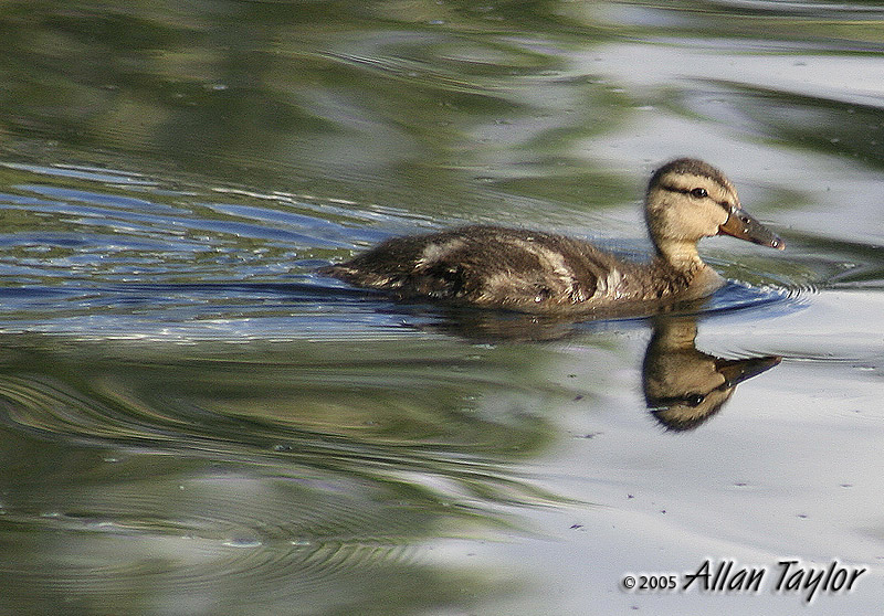 Mallard Juvenile