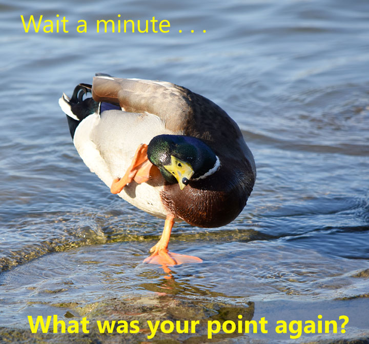 Mallard Meme