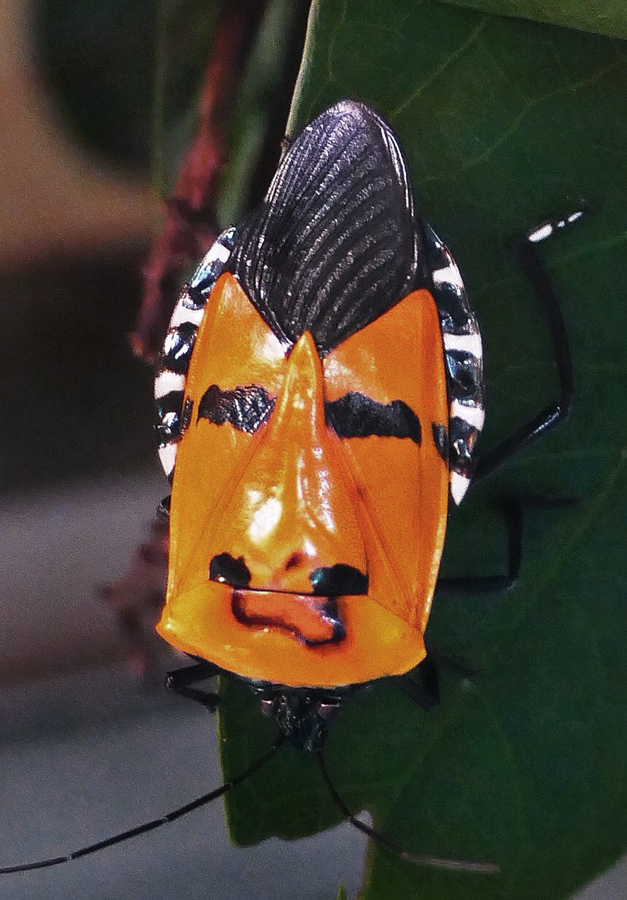 Man-faced stink bug | BirdForum