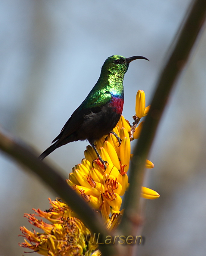 Mariqua Sunbird