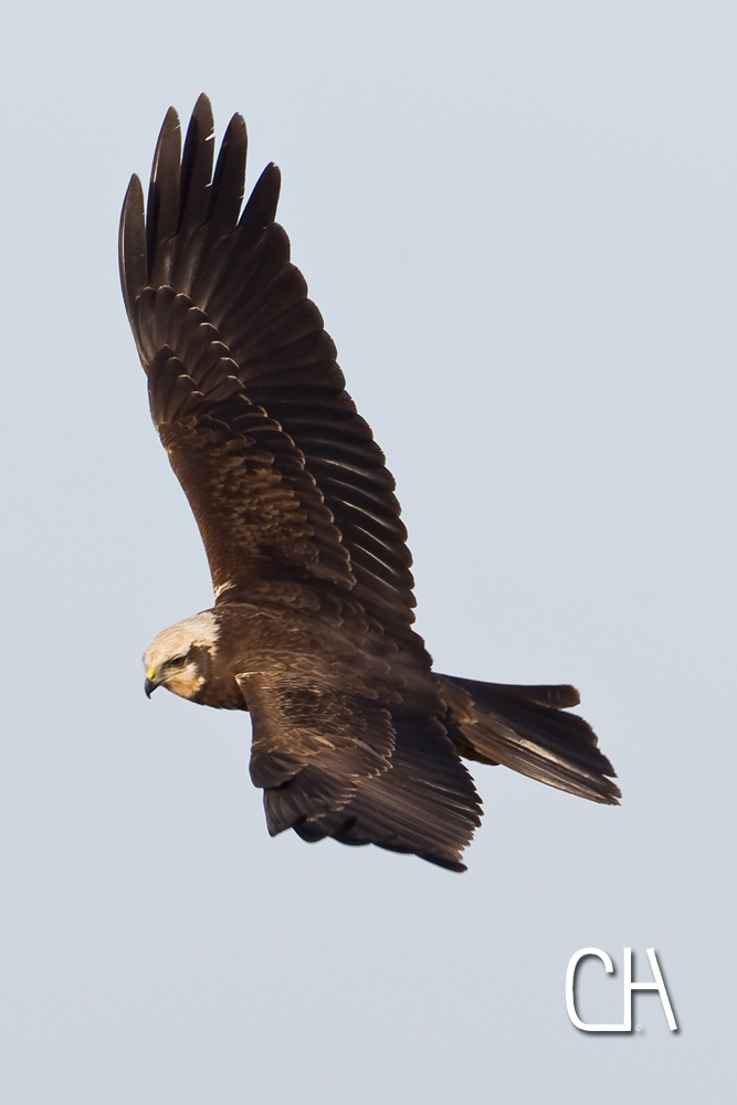 Marsh Harrier , Circus Aeruginosus