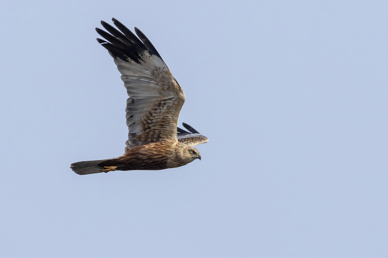 Marsh Harrier (male)