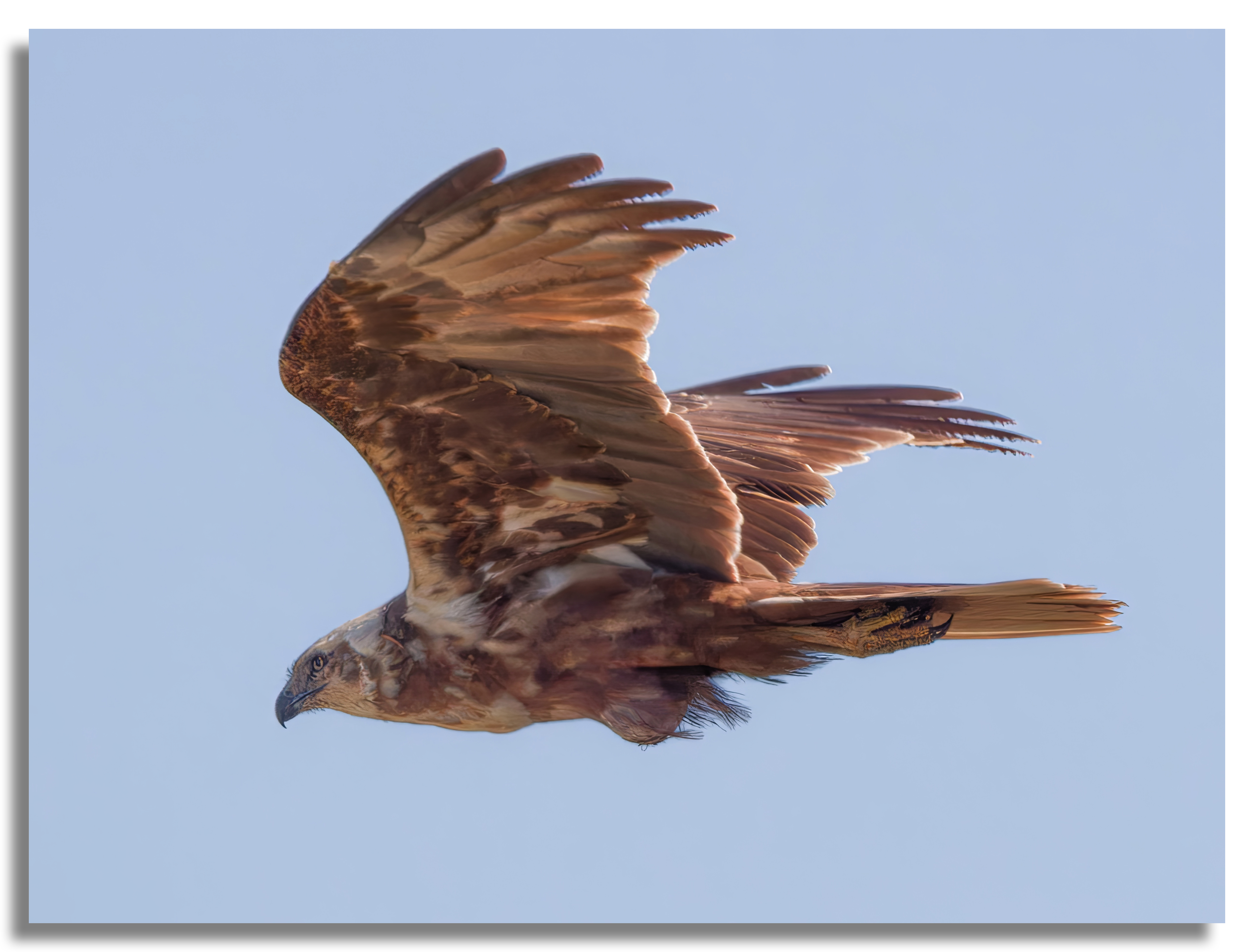 Marsh harrier