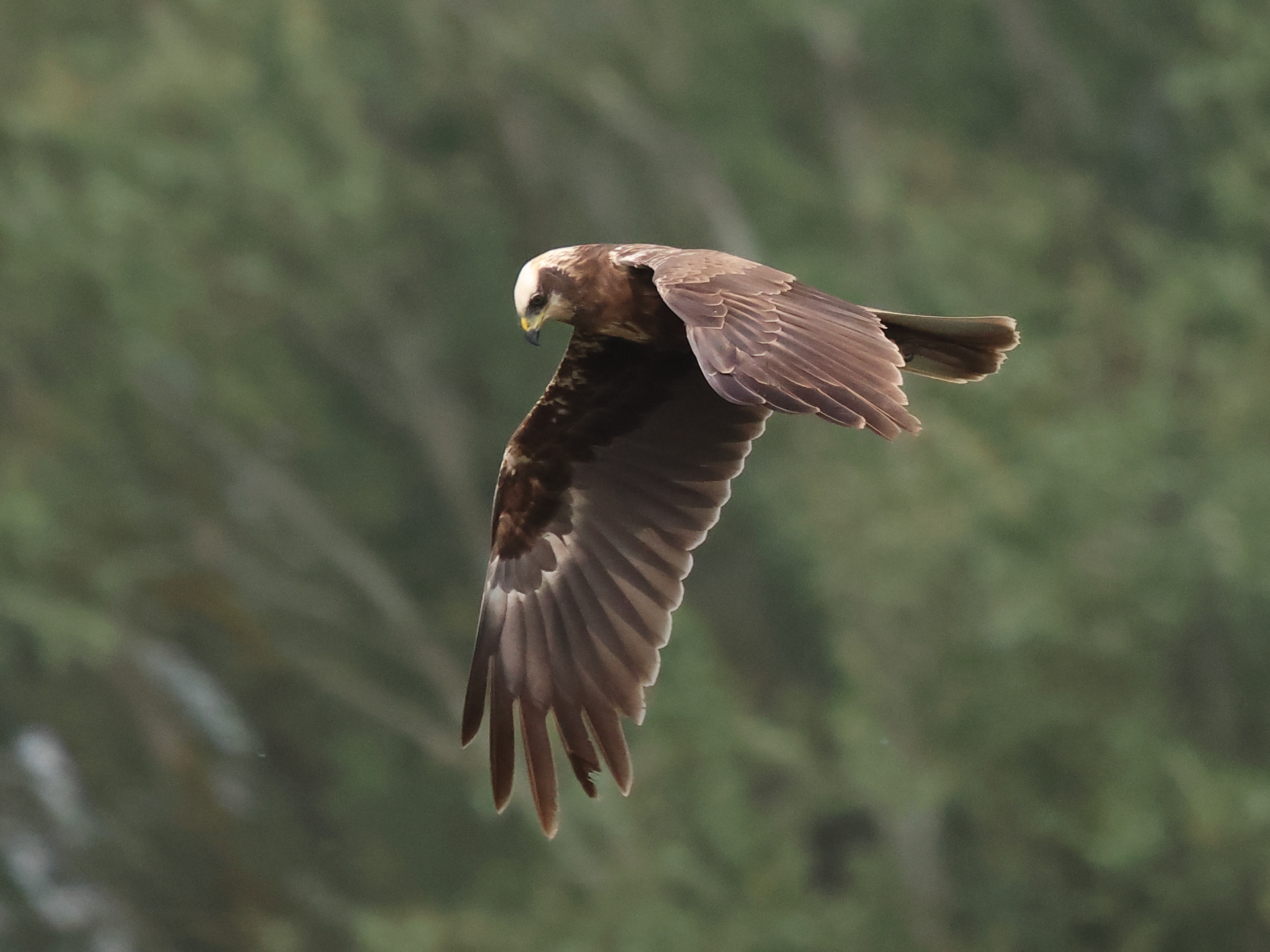 Marsh Harrier