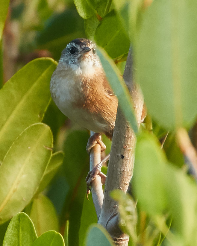 Marsh Wren