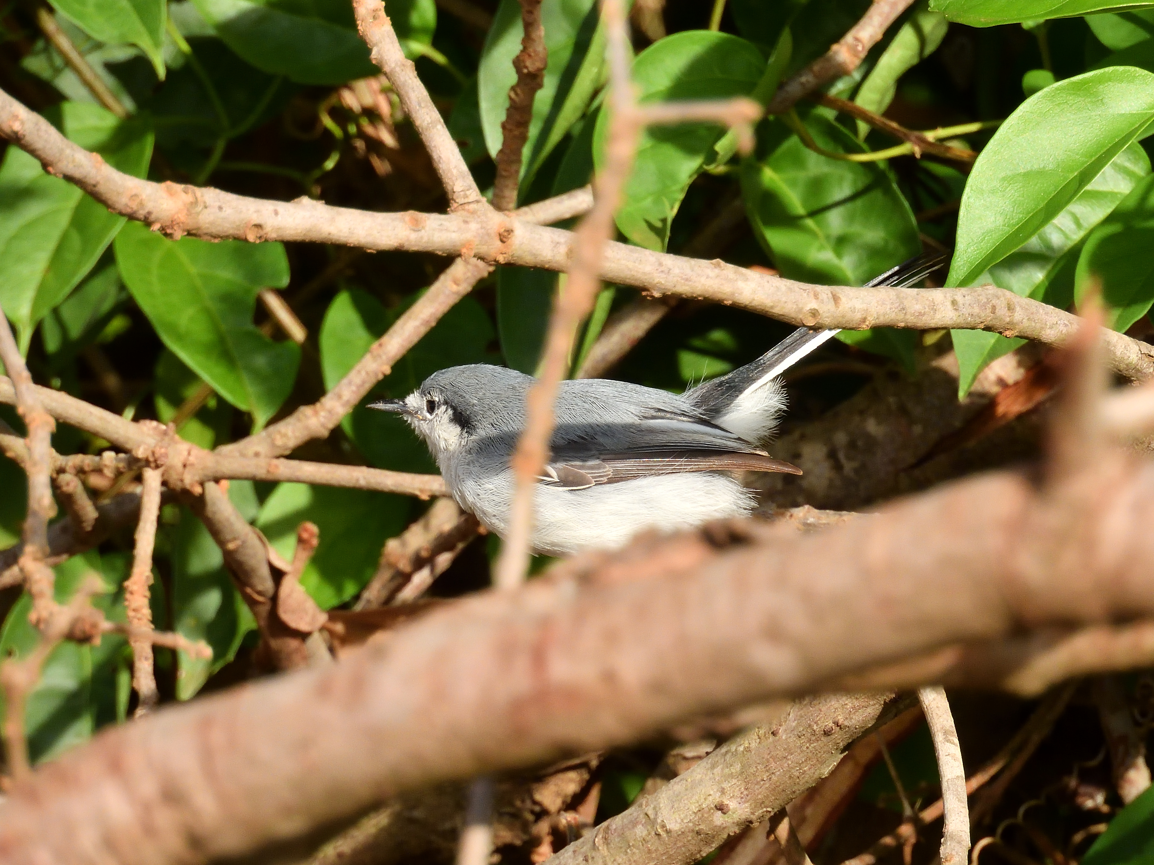 Masked Gnatcatcher (female)