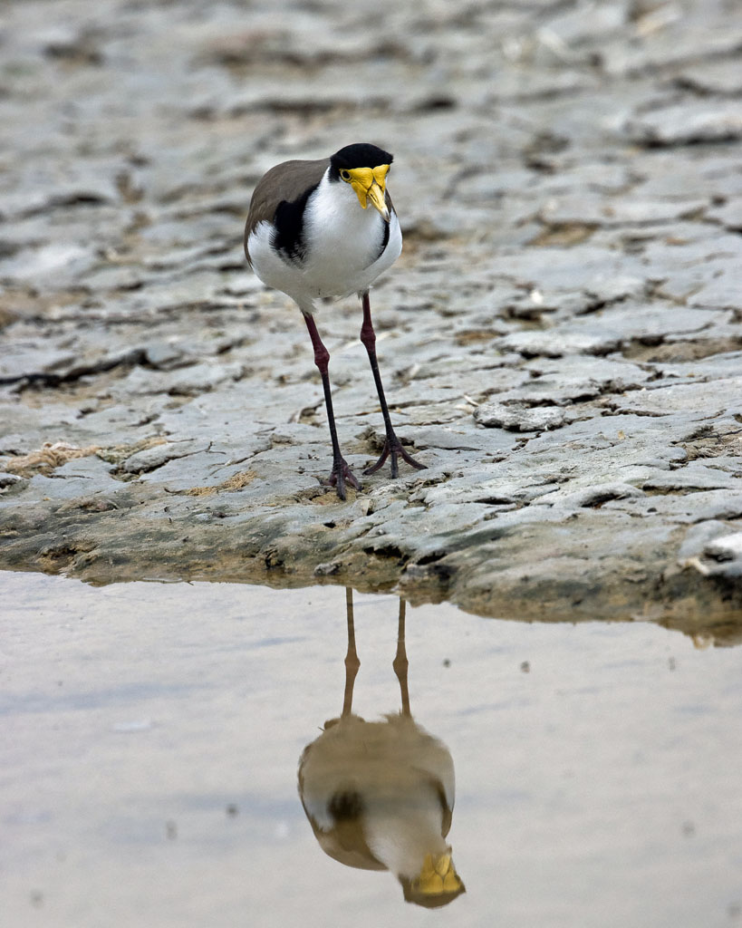 Masked Lapwing (Southern subspecies)