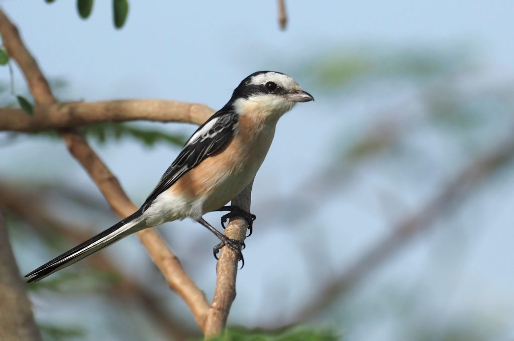 masked shrike