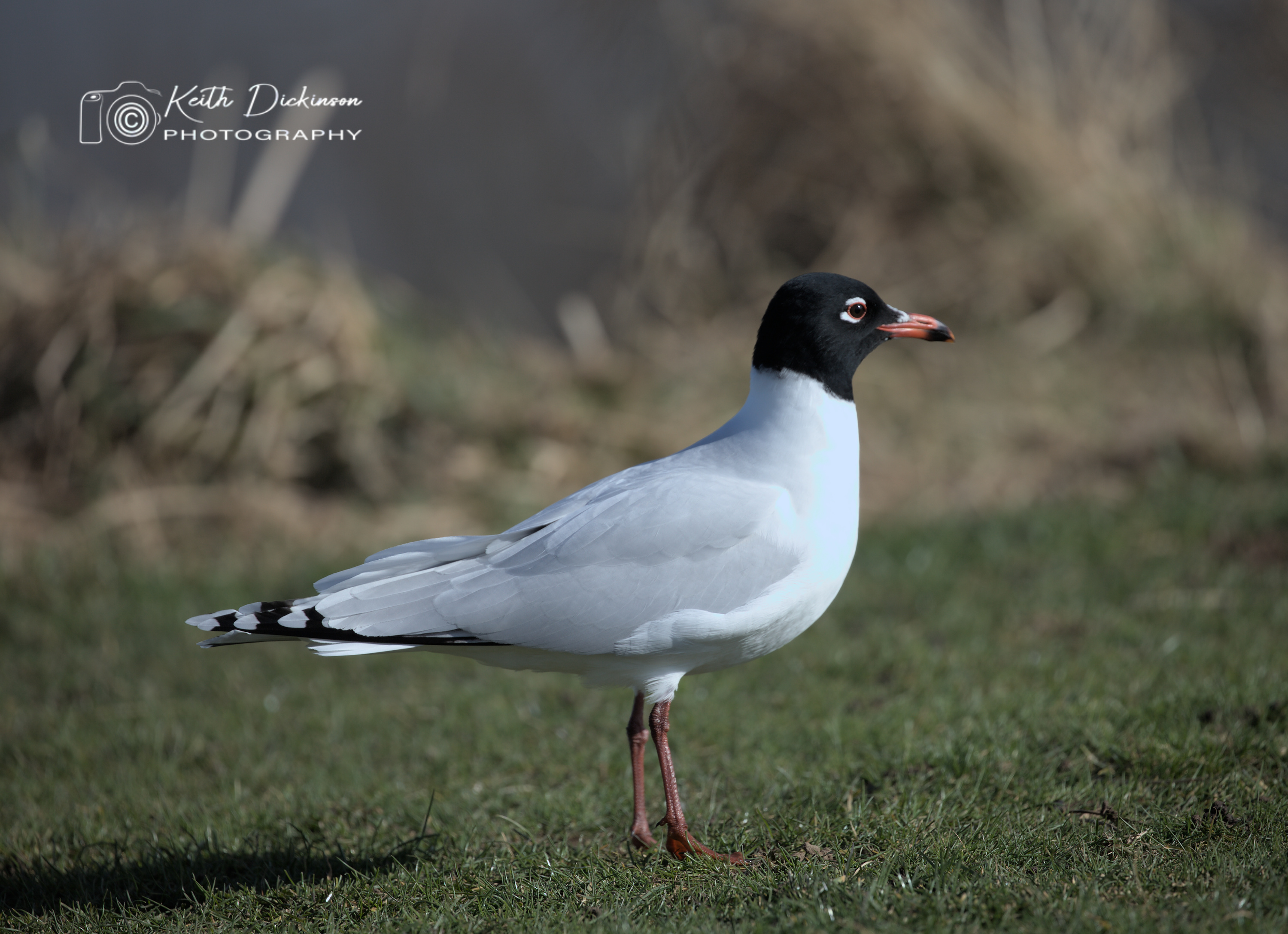 Mediterranean Gull