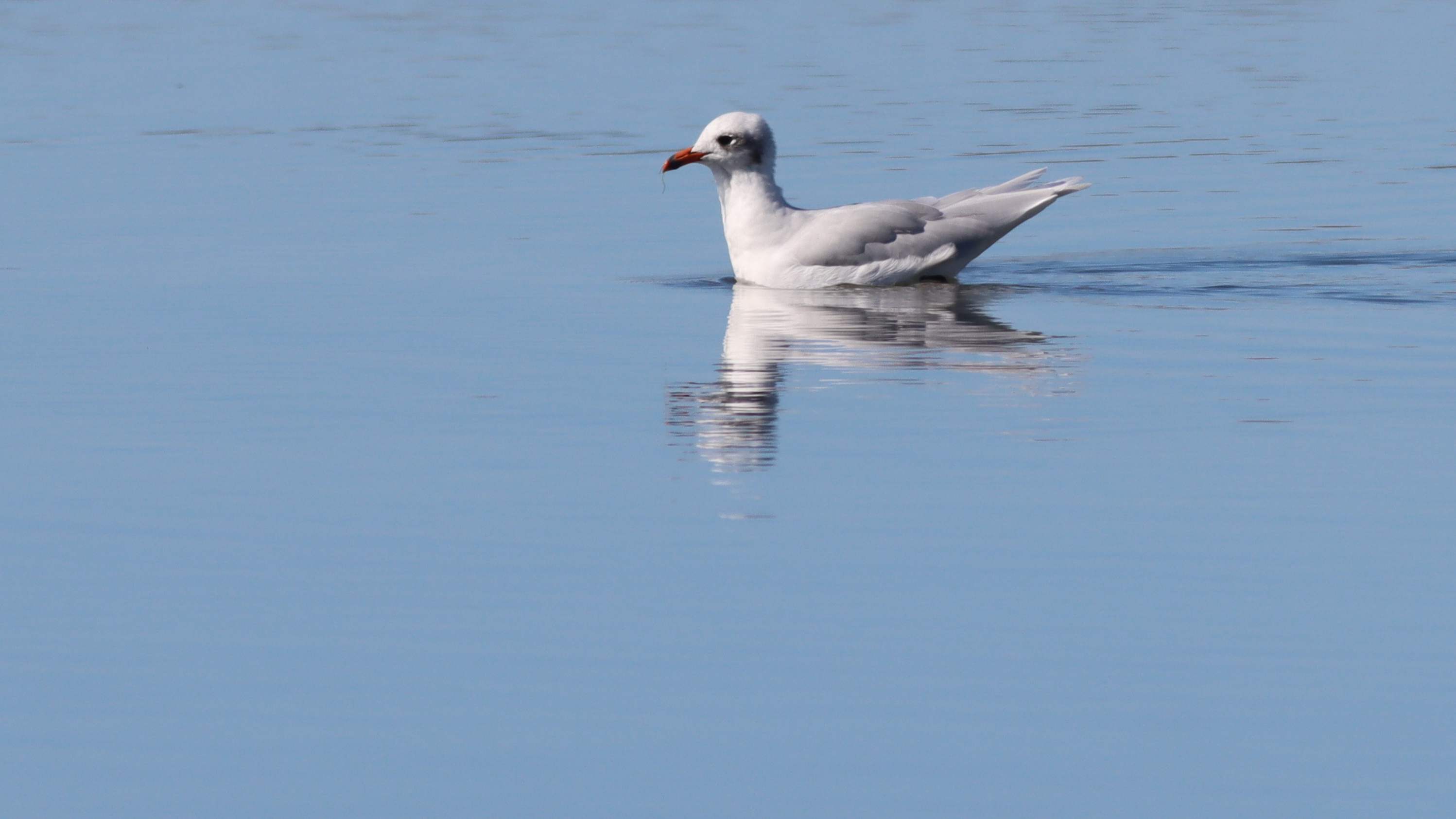 mediterranean gull