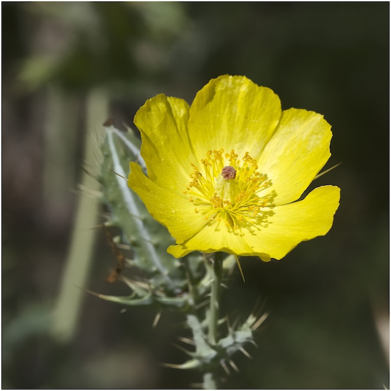 Mexican Prickly Poppy