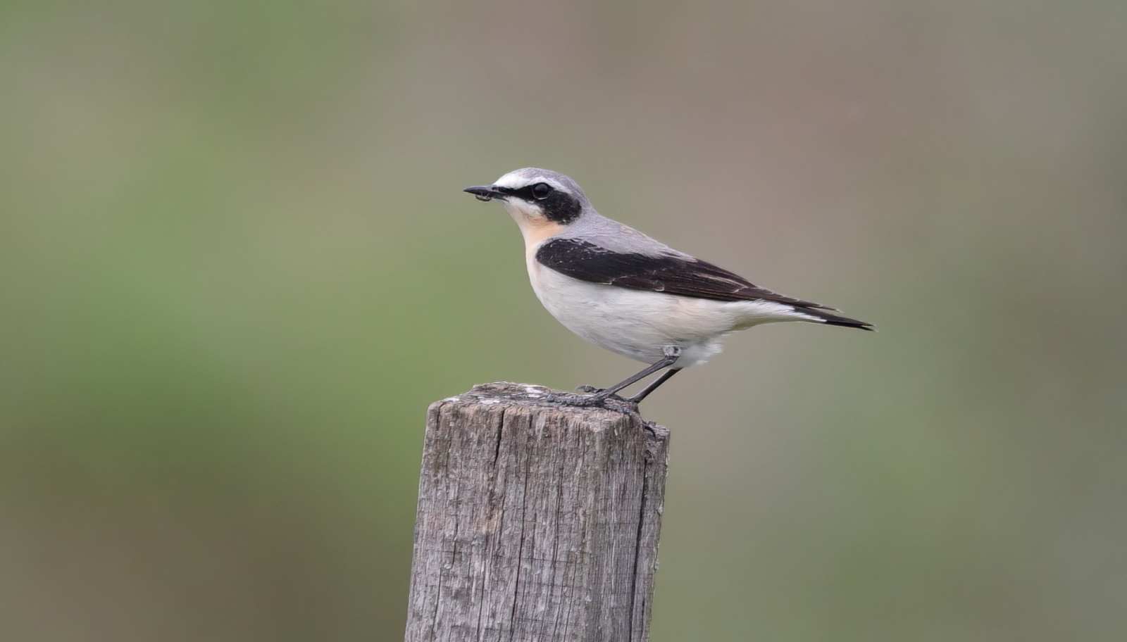 Migratory wheatear