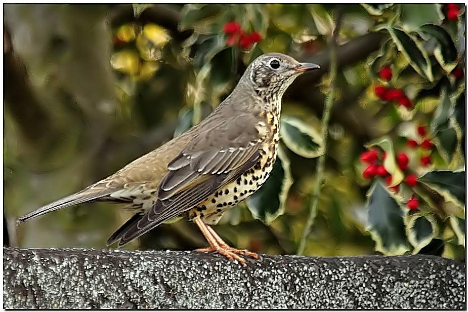 Mistle Thrush | BirdForum