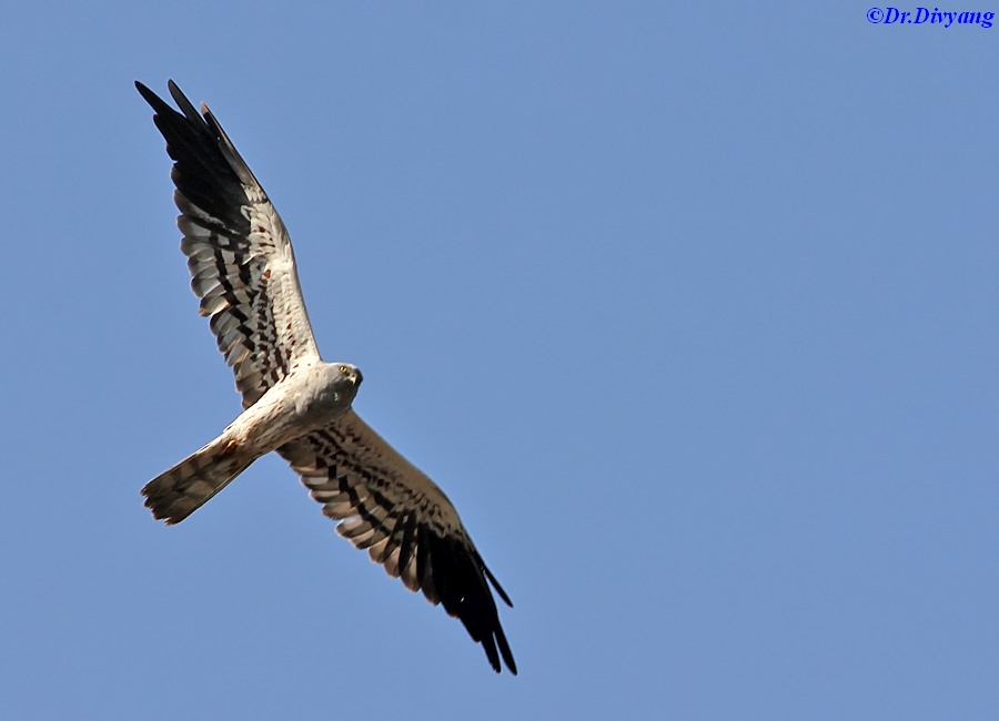 Montagu's Harrier