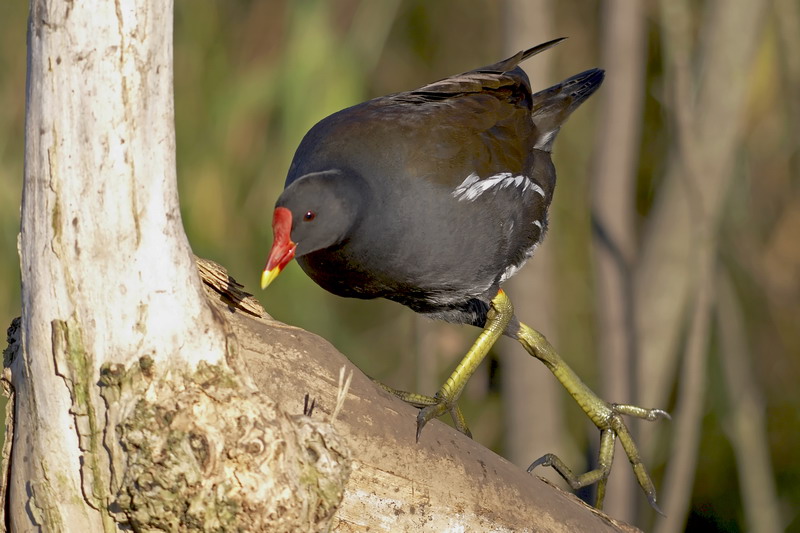 Moorhen