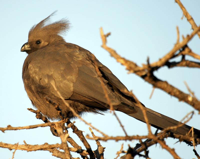 Mousebird (Speckled)