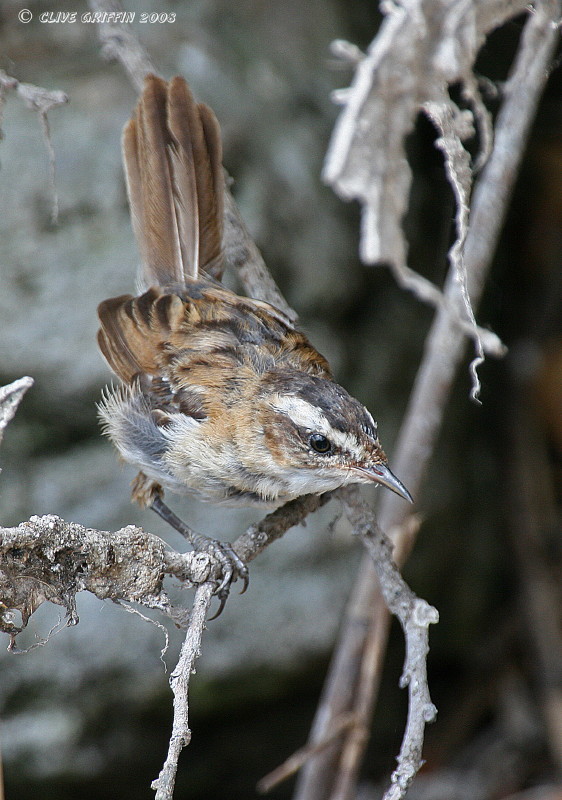 Moustached Warbler