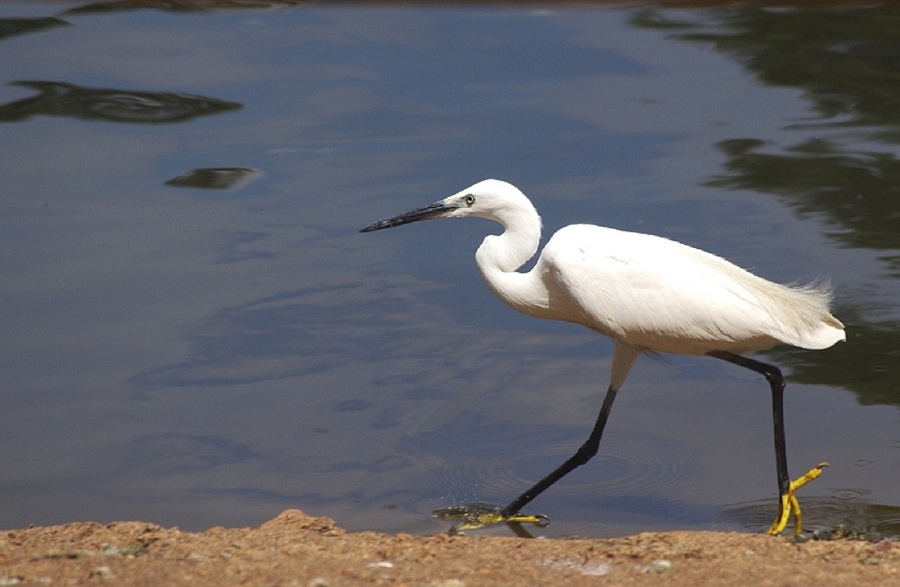 Mr Yellow feet