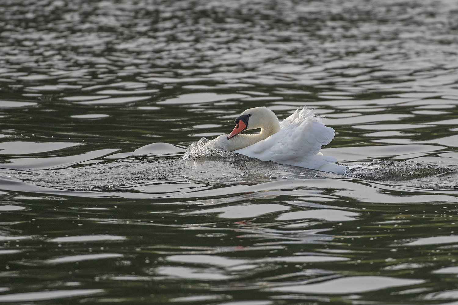 Mute Swan on a wave