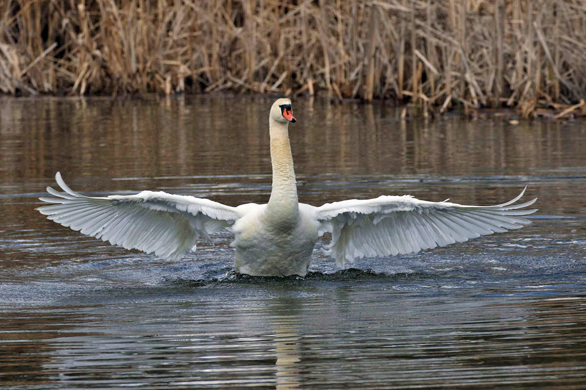 Mute Swan | BirdForum