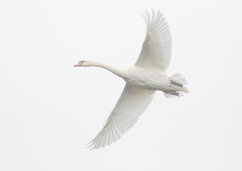 Mute swan