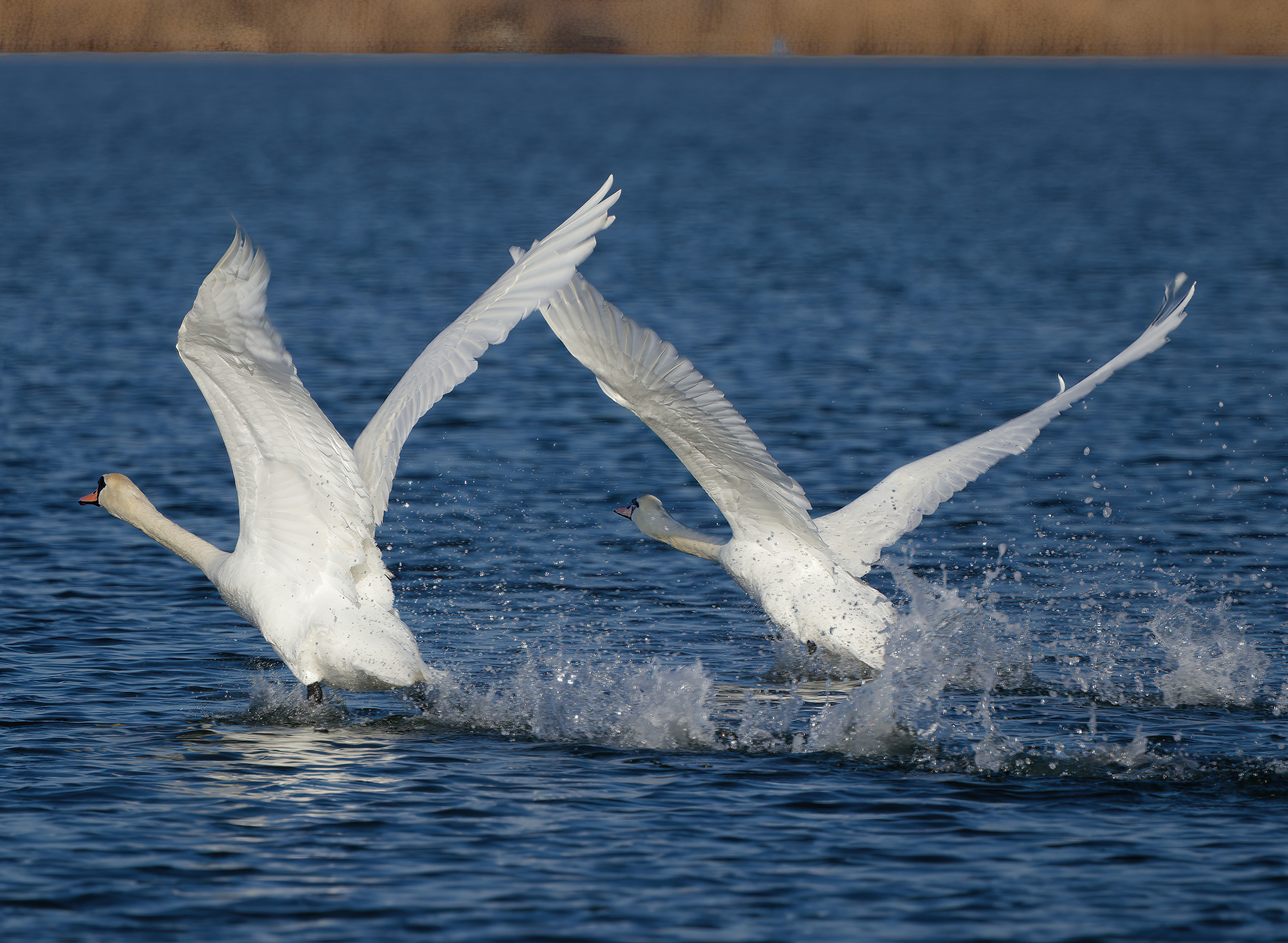 Mute Swan