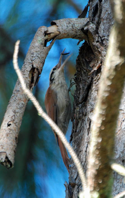 narrow-billed woodcreeper