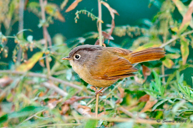 Nepal Fulvetta