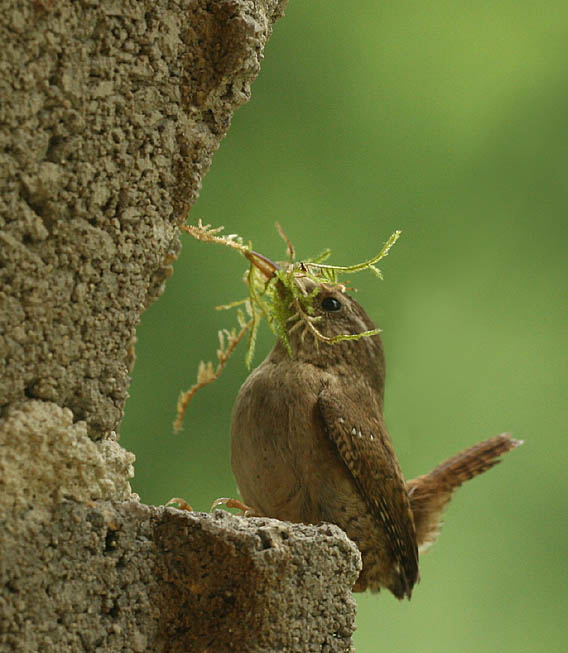 nest builder