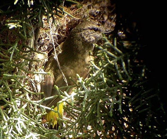 Nest building Yellow-rumped Thornbill