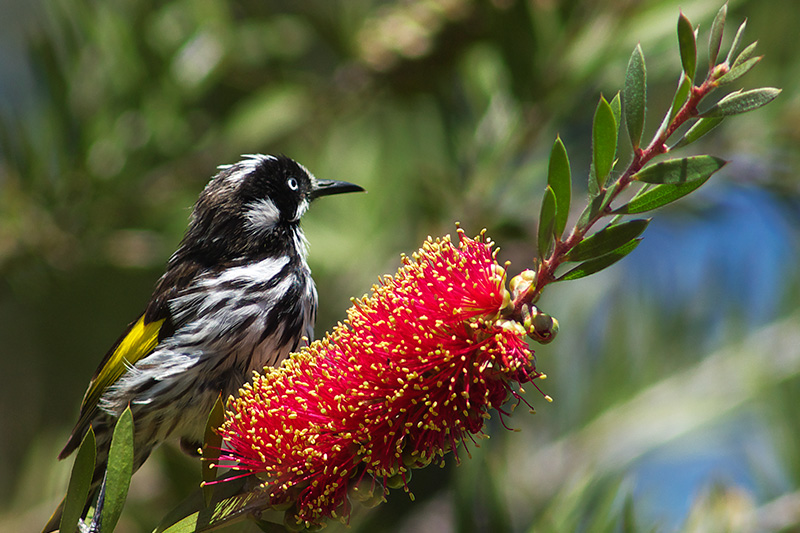 New Holland Honeyeater