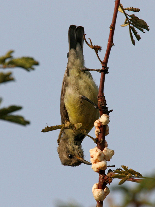 Nile Valley Sunbird