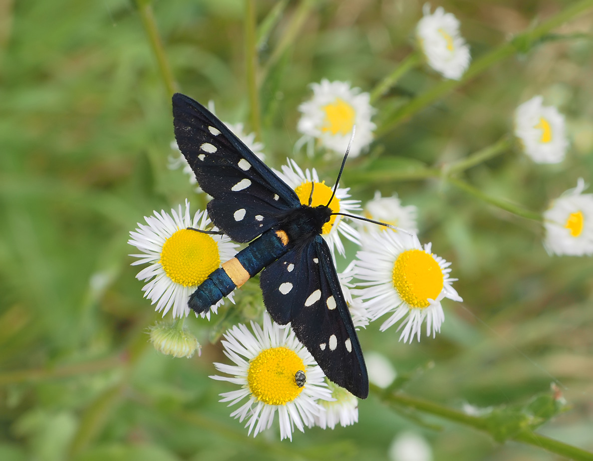 Nine-spotted Moth | BirdForum